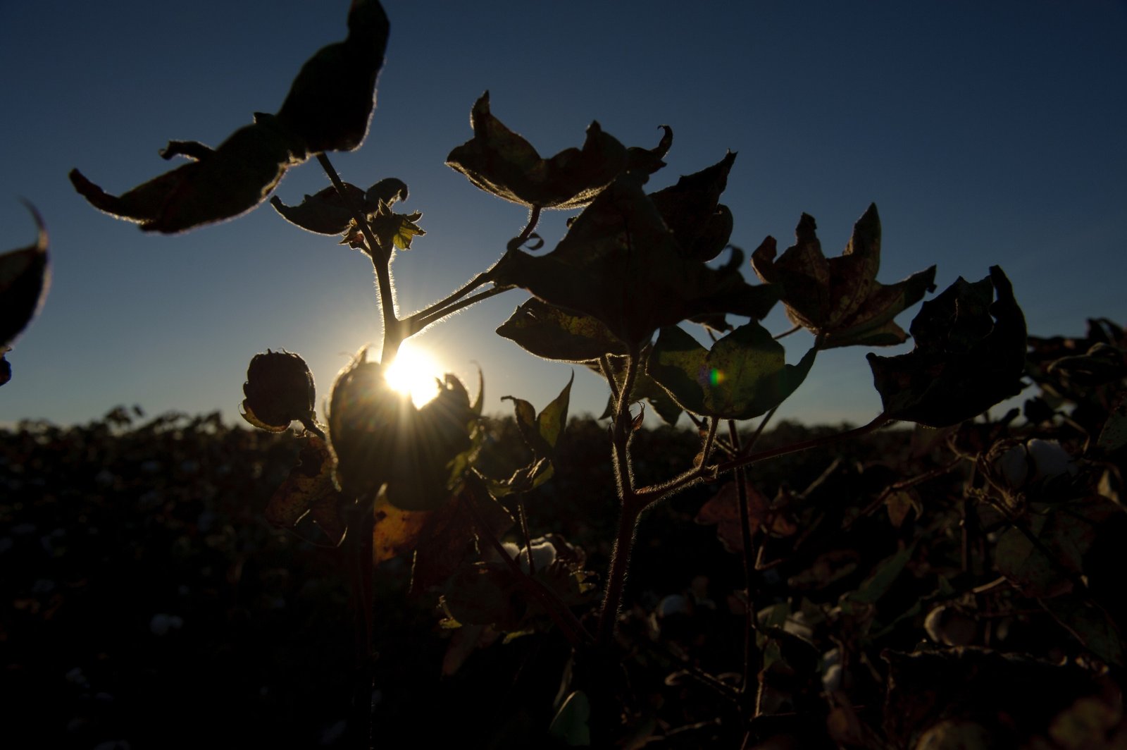 Cotton field sunset near Lubbock